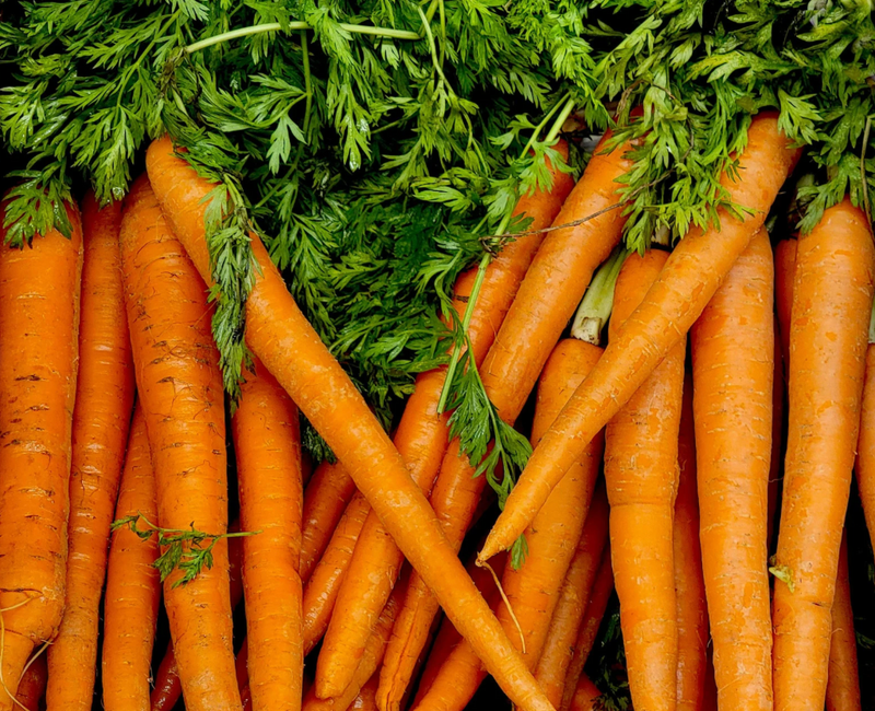 Bunch of fresh carrots with green tops